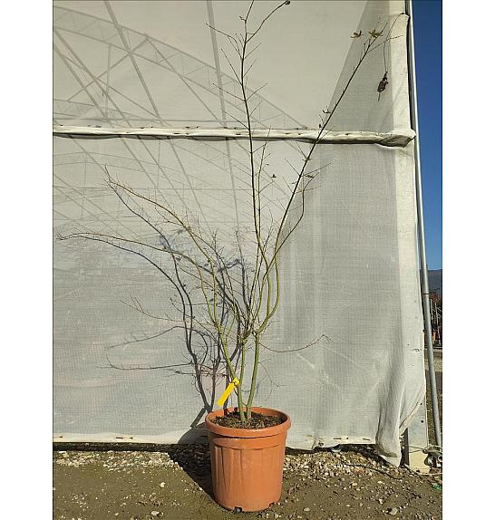 Acer palmatum Katsura C30 Lit. 125-150 cm (ZEL)