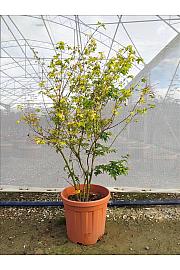 Acer Palmatum Little Princess C30 Lit. 80-100 cm (ZEL)