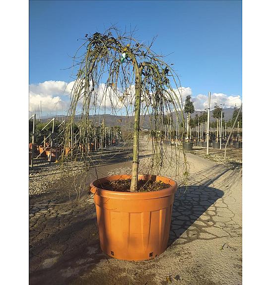 Acer palmatum Ryu Sen  (Pendula) C150 Lit. Na Steblu 100 cm; 12/14 cm; Krošnja 80/100 cm (ZEL)