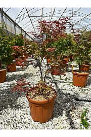 Acer palmatum Shirazz C30 Lit. 80-100 cm (ZEL)