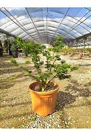 Acer palmatum Shishigashira C25 Lit. 80-100 cm (ZEL)