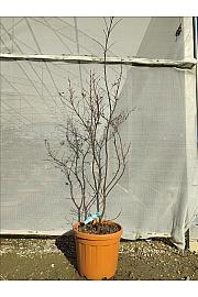 Acer palmatum Skeeters Broom C30 Lit. 125-150 cm (ZEL)