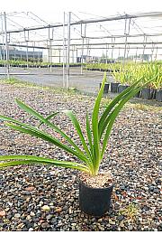 Agapanthus Umb.  Albus C3 Lit. 30-40 cm (ZEL)