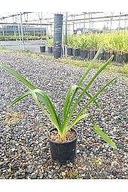 Agapanthus Umb. Blue C3 Lit. 30-40 cm (ZEL)