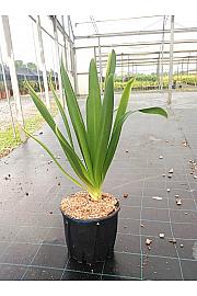 Agapanthus Umb. Blue C9 Lit. 30-40 cm (ZEL)