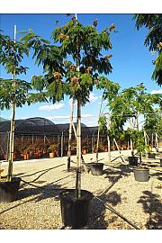 Albizia Julibrissin  C130 Lit. Na Steblu 200 cm; 16/18 cm (ZEL)