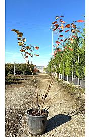 Amelanchier Lamarckii C10 Lit. 80-100 cm (ZEL)
