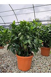 Aucuba Jap. Crotonifolia C45 Lit. 100-125 cm (ZEL)