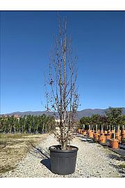 Carpinus Bet. Beckman C110 Lit. 300-350 cm (ZEL)