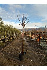 Catalpa Bign. Nana C15 Lit. Na Steblu 100 cm; 8/10 cm (ZEL)