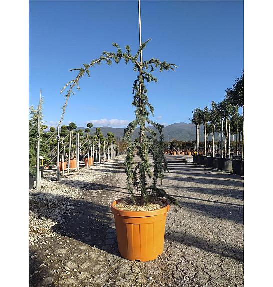 Cedrus Atl. Glauca Pendula C35 Lit. 150-175 cm (ZEL)