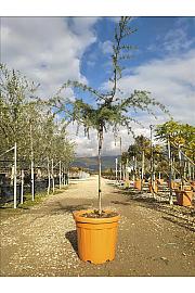 Cedrus Deod. Golden Horizon C25 Lit. Na Steblu 100 cm (ZEL)