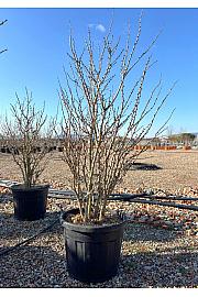 Cercis Chinensis Avondale C70 Lit. 150-175 cm (ZEL)