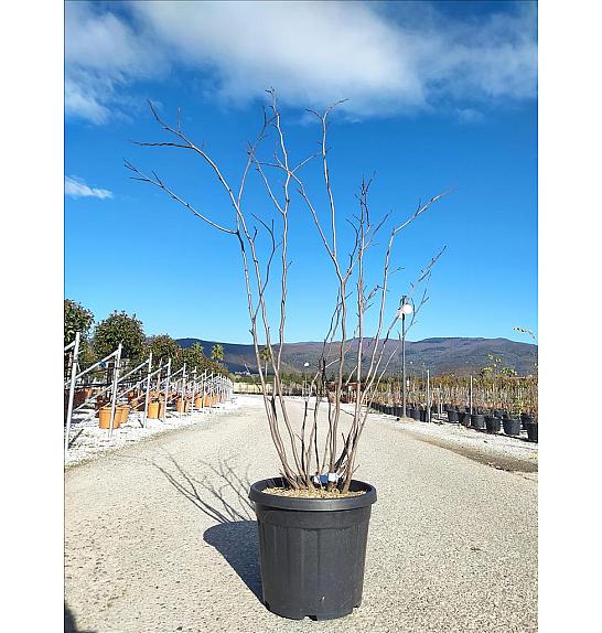 Cercis Siliquastrum C40 Lit. 150-175 cm (ZEL)