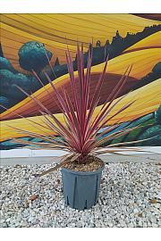 Cordyline Aus. Charlie Boy  C10 Lit. 40-60 cm (ZEL)