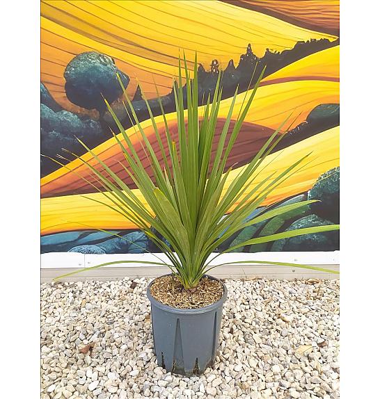 Cordyline Australis C10 Lit. 40-60 cm (ZEL)