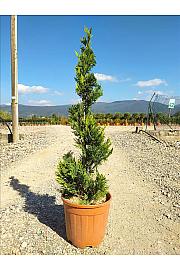 Cupressocyp. Ley. Castlew. Gold C11 Lit. 80-100 cm; Spirala (ZEL)