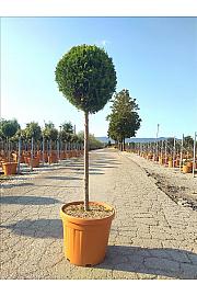 Cupressocyp. Ley. Castlew. Gold C25 Lit. Na Steblu 100 cm; Krošnja 40/60 cm (ZEL)