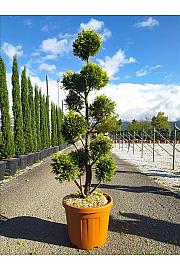 Cupressocyp. Ley. Gold Rider C33 Lit. 150-175 cm; Pon Pon (ZEL)