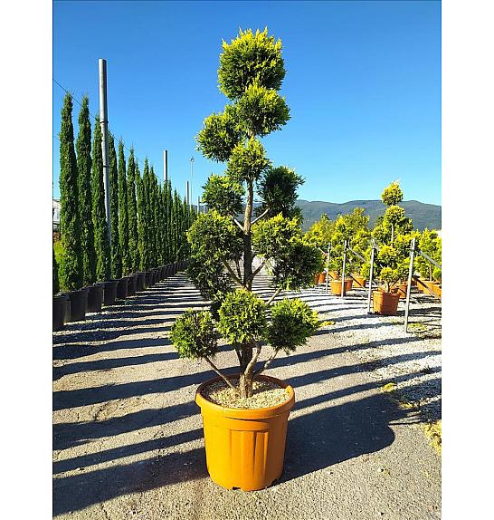 Cupressocyp. Ley. Gold Rider C45 Lit. 150-175 cm; Pon Pon (ZEL)