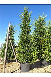 Cupressocyparis Leylandii   C375 Lit. 500-600 cm (ZEL)