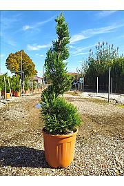 Cupressocyparis Leylandii Vito C12 Lit. 80-100 cm; Spirala (ZEL)