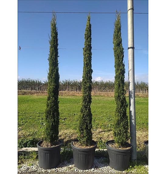 Cupressus Semp. Pyramidalis C60 Lit. 300-350 cm (ZEL)