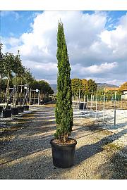 Cupressus Semp. Totem C30 Lit. 175-200 cm (ZEL)