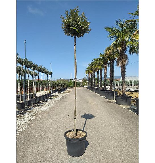 Elaeagnus Ebb. Compacta C35 Lit. Na Steblu 200 cm; 8/10 cm (ZEL)