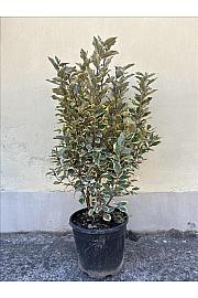 Elaeagnus Ebb. Vivileg (R) C10 Lit. 60-80 cm (ZEL)