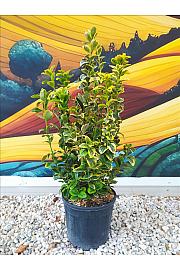 Euonymus Jap. Aureomarginata C10 Lit. 40-60 cm (ZEL)