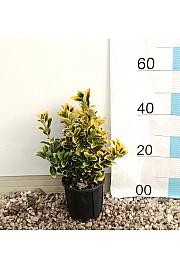 Euonymus Jap. Aureomarginata C3 Lit. 30-40 cm (ZEL)