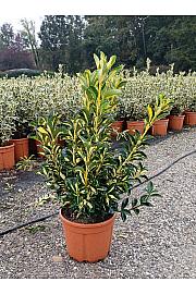 Euonymus Jap. Aureopictus C5 Lit. 40-60 cm (ZEL)