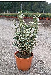 Euonymus Jap. Bravo C5 Lit. 40-60 cm (ZEL)