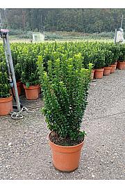 Euonymus Japonicus Benkomasaki (Green Spire) C10 Lit. 40-60 cm (ZEL)