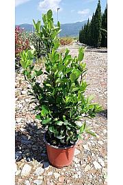 Euonymus Japonicus C3 Lit. 30-40 cm (ZEL)