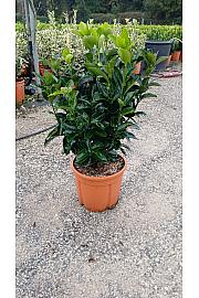 Euonymus Japonicus C5 Lit. 40-60 cm (ZEL)