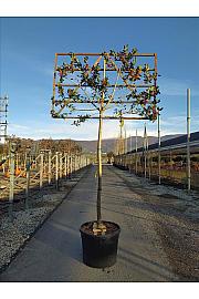 Ilex Mutch. Nelly R. Stevens C130 Lit. Na Steblu 200 cm; 16/18 cm (ZEL)