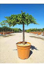 Juniperus Conf. Schlager C18 Lit. Na Steblu 50 cm (ZEL)