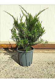 Juniperus Media Mint Julep C10 Lit. 30-40 cm (ZEL)
