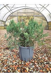 Juniperus Virg. Grey Owl C10 Lit. 30-40 cm (ZEL)
