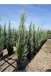 Juniperus Virg. Skyrochet C25 Lit. 150-175 cm (ZEL)