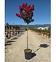 Lagerstroemia Ind.Dynamite C10 Lit. Na Steblu 100 cm (ZEL)