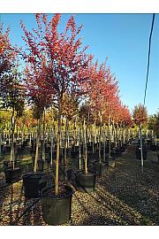 Lagerstroemia Indica In Cvs C130 Lit. Na Steblu 200 cm; 14/16 cm (ZEL)