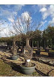 Lagerstroemia Indica In Cvs C145 Lit. 200-250 cm (ZEL)