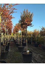 Lagerstroemia Indica In Cvs C180 Lit. Na Steblu 200 cm; 16/18 cm (ZEL)