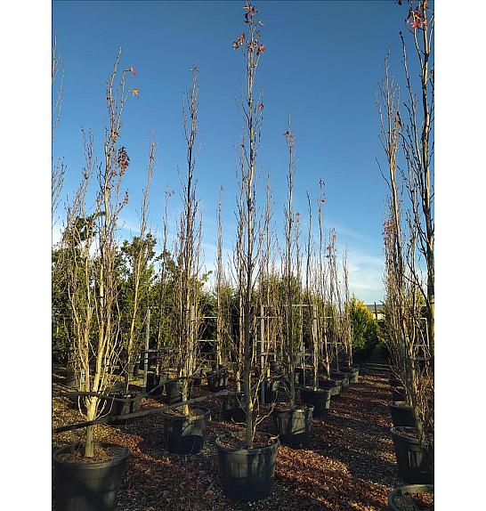 Liquidambar Sty. Slender Silhouette C150 Lit. 400-500 cm (ZEL)