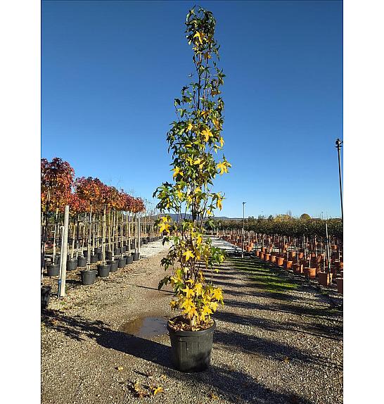Liquidambar Sty. Slender Silhouette C50 Lit. 300-350 cm (ZEL)