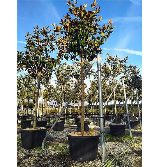 Magnolia Gran. Gallisoniensis C120 Lit. Na Steblu 200 cm; 18/20 cm (ZEL)