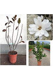 Magnolia Stellata  C10 Lit. 60-80 cm (ZEL)